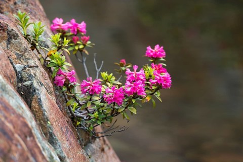 Rusty-leaved Alpenrose (Rhododendron ferrugineum)