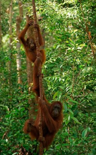 Bornean Orangutans (Pongo pygmaeus)