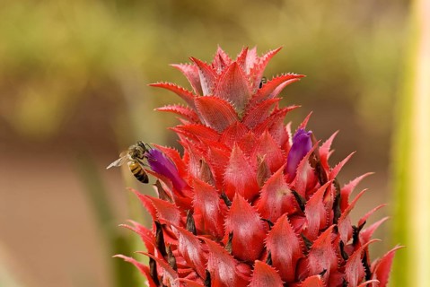 Pineapple flower (Ananas comosus)