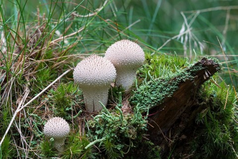 Common Puffball (Lycoperdon perlatum)