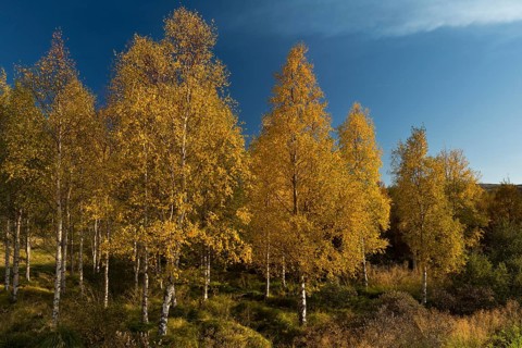 Autumnally coloured birch trees (Betula pendula)
