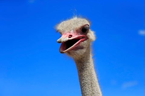 Southern Ostrich (Struthio camelus australis)
