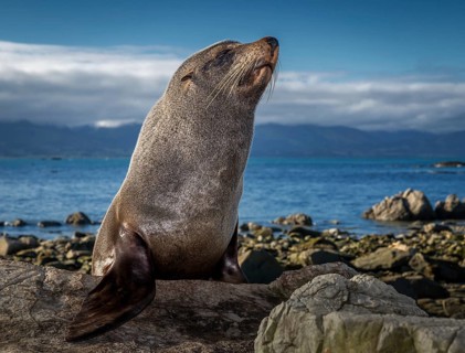 Southern Fur Seal (Arctocephalus forsteri)