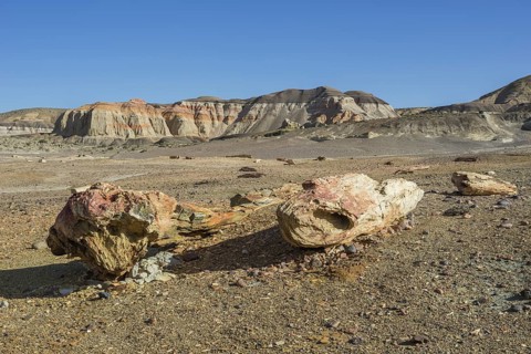 Petrified forest Bosque Petrificado National Monument
