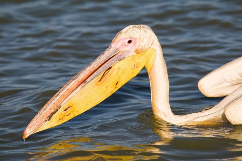 Great White Pelican (Pelecanus onocrotalus)