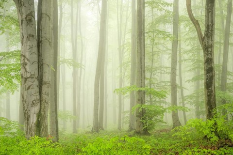 Beech forest