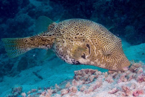 Map Puffer or Map Pufferfish (Arothron mappa)
