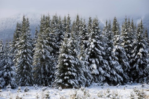 Snow covered trees