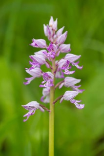Military Orchid (Orchis militaris)