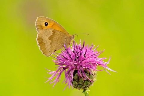 Small Heath Butterfly (Coenonympha pamphilus) perched on Brown Knapweed (Centaurea jacea)