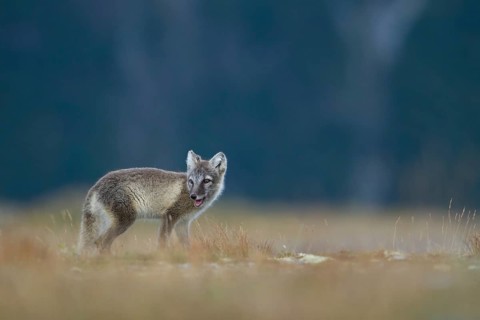 Arctic fox (Vulpes lagopus)