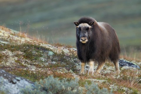 Musk ox (Ovibos moschatus)