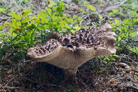 Shingled hedgehog (Sarcodon imbricatus)