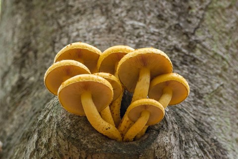 Golden Scalycap (Pholiota aurivella) on a red beech tree
