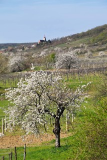 Cherry blossom