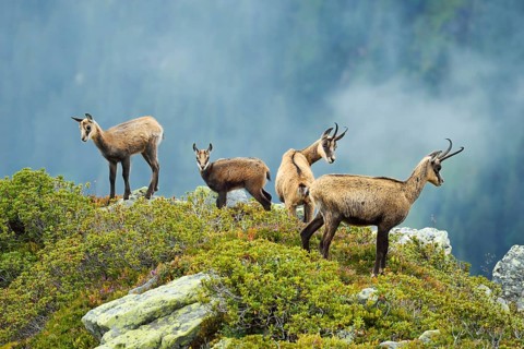 Group chamois (Rupicapra rupicapra) with pups