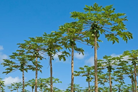 Papaya plantation