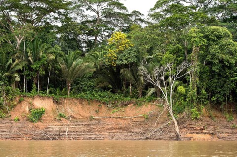Riverside vegetation along the Tambopata River
