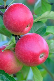 Red apples