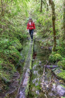 Hike to the Ventisquero Yelcho glacier through the cold rain forest