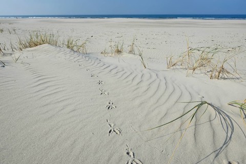 Dune with beach grass (Ammophila arenaria)
