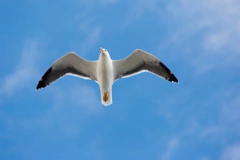 Yellow-legged gull (Larus michahellis) in flight