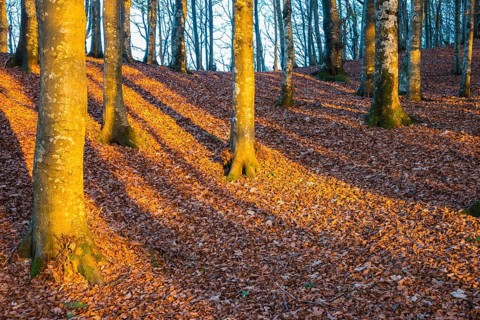 Shadows of trunks on autumn leaves in evening light