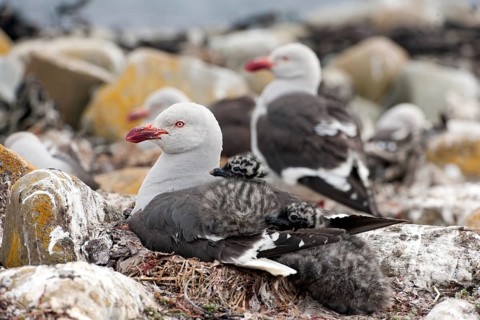 Dolphin gull (Leucophaeus scoresbii) with chick