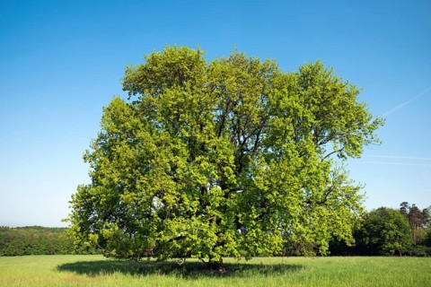 Oak on the Vojsice meadows