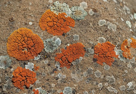 Orange Lichen (Caloplaca spec)
