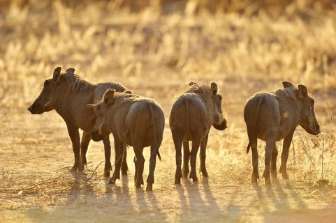Warthog (Phacochoerus africanus)
