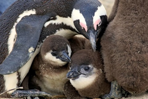 African Penguin (Spheniscus demersus)