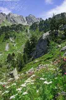 Flower meadow