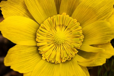 Pheasant's Eye (Adonis vernalis)