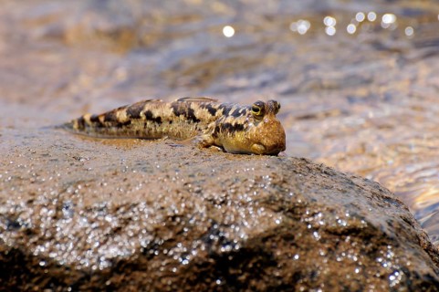 Barred Mudskipper (Periophthalmus argentilineatus) sitting on a rock on the shore