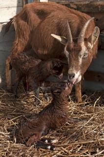 She-goat licking her newborn goatlings in the stable