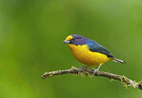 Euphonia violacea (Euphonia violacea)