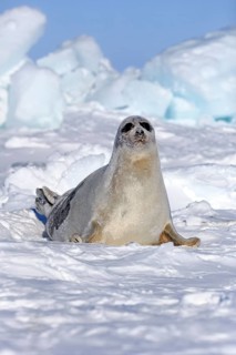 Harp Seal or Saddleback Seal (Pagophilus groenlandicus