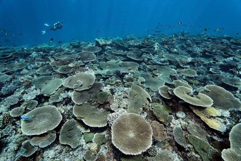 Diver over reef flat with Acropora table coral (Acropora hyacinthus)