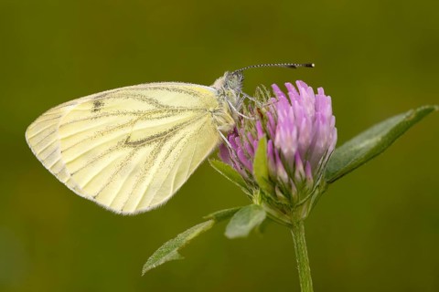 Green-veined White (Pieris napi)