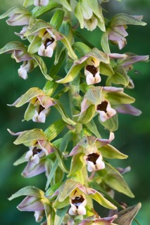 Broad-leaved Helleborine (Epipactis helleborine)