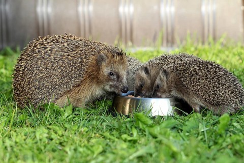 Hedgehog (Erinaceus europaeus)