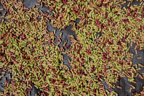 Freshly-harvested cloves (Syzygium aromaticum) laid out to dry