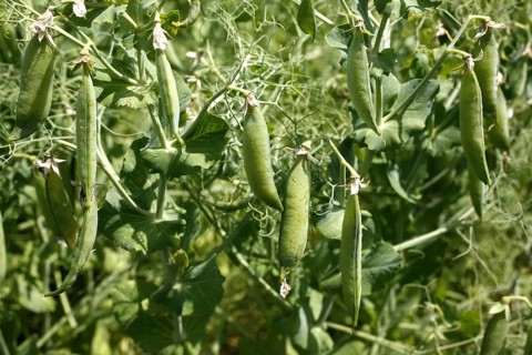 Pea plants with pods (Pisum sativum)