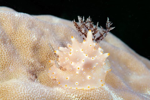 Halgerda malesso (Halgerda malesso)