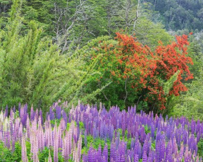 Lupines (Lupinus sp.) and Chilean firebush (Embothrium coccineum)
