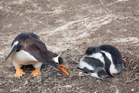 Gentoo Penguin (Pygoscelis papua) with chick