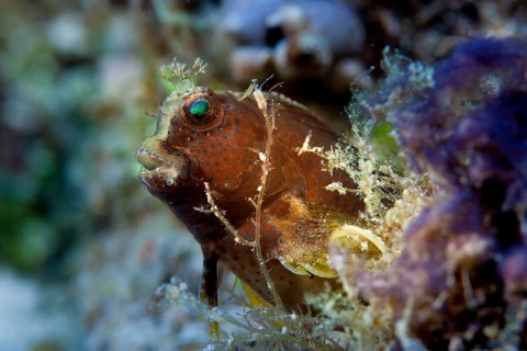 Obscure Blenny (Salarias obscurus)