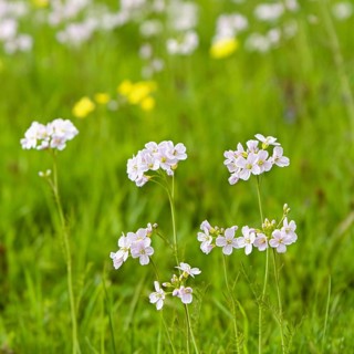 Cuckooflower or Lady's Smock (Cardamine pratensis) growing in a marsh area