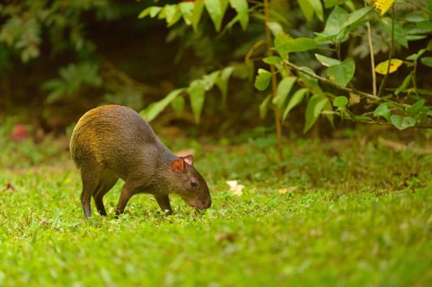 Central American Agouti or Punctate Agouti (Dasyprocta punctata)